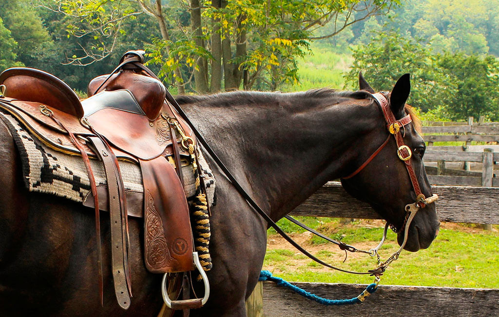 Camino de Santiago on horseback