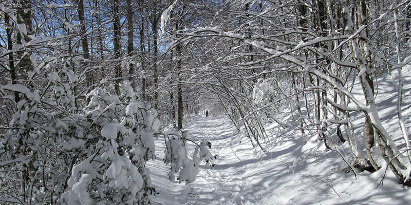 Bosque Basajaunberro