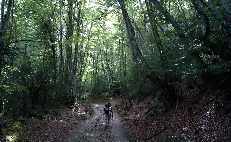 Ruta de las Brujas en el Bosque Sorginaritzaga