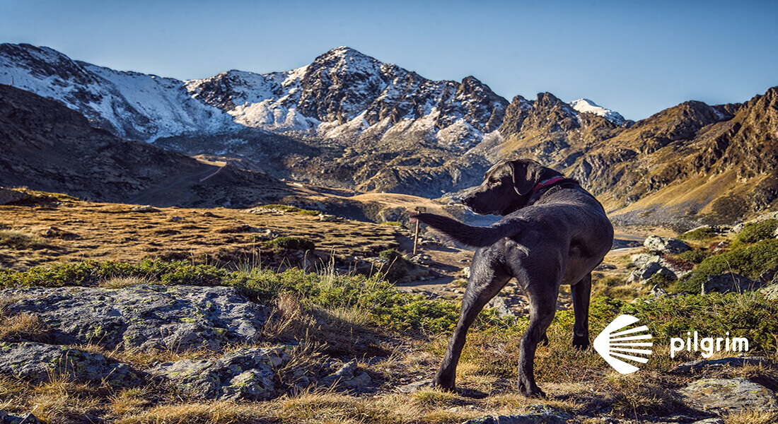 Camino de Santiago con perro