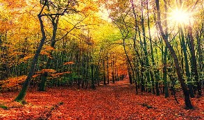 Camino de Santiago in Autumn